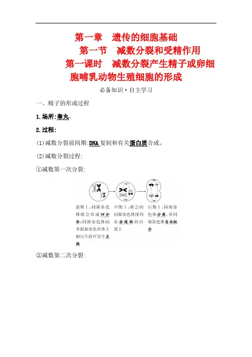 2020-2021学年生物苏教版必修第二册学案：1.1.1减数分裂产生精子或卵细胞哺乳动物生殖细胞的