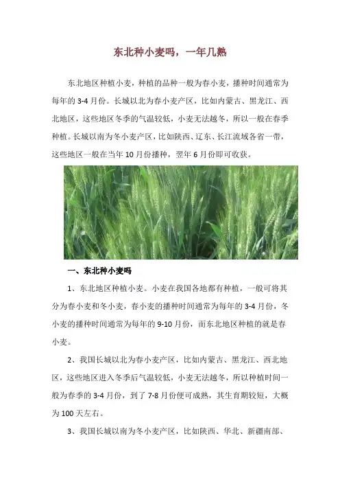 东北种小麦吗,一年几熟