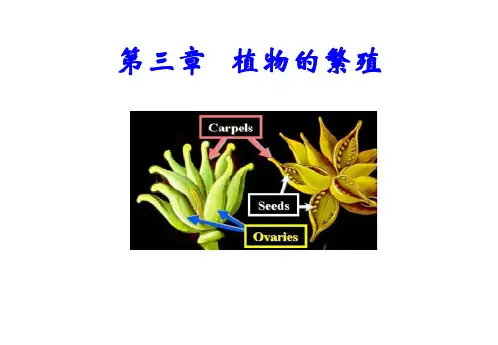 植物的繁殖PPT课件