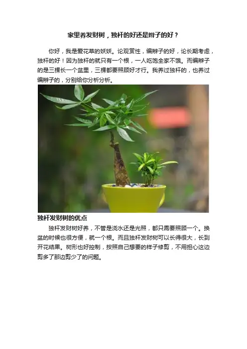 家里养发财树，独杆的好还是辫子的好？
