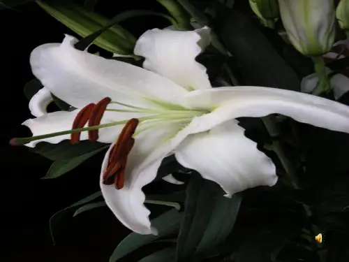 百合花开PPT课件