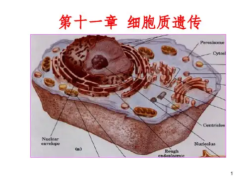 细胞质遗传