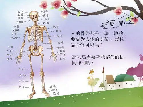 体育人体与运动课件