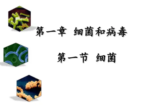 精编课件冀教版八年级生物上册 第五单元 第一章 第一节  细菌 课件 (共29张PPT)
