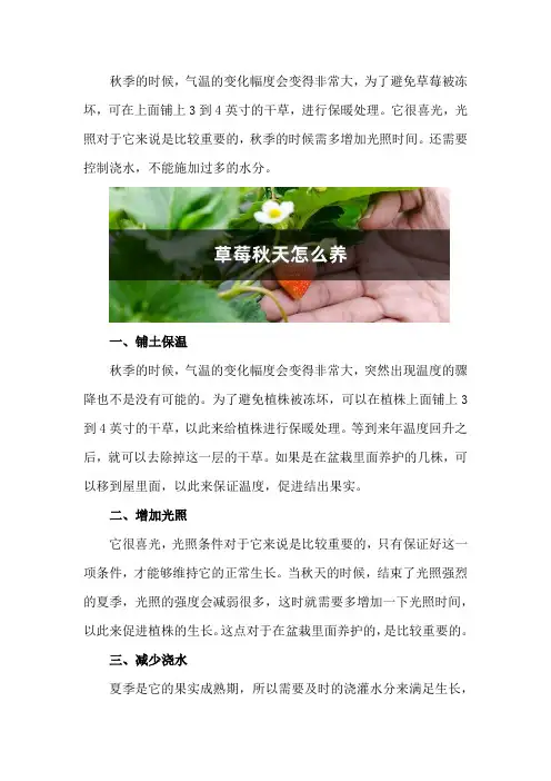 草莓秋天怎么养