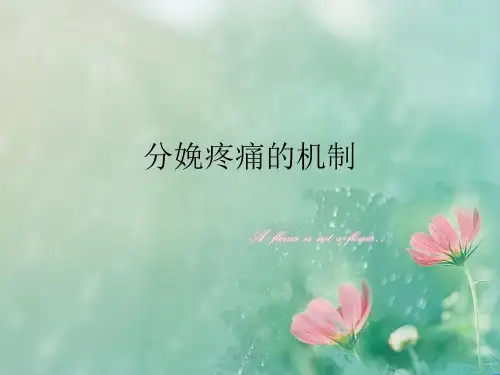 分娩疼痛的机制(内容详细)