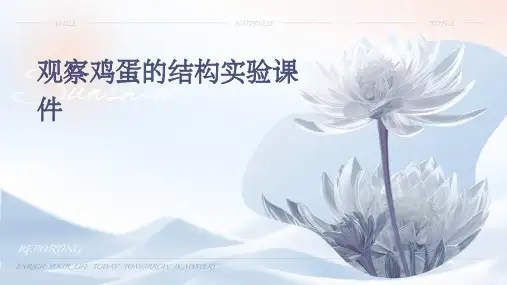 观察鸡蛋的结构实验课件-理化生-初中教育-教育专区