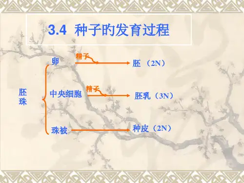 4-5种子的发育过程