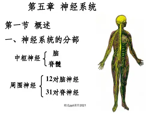 第五章 神经系统PPT课件