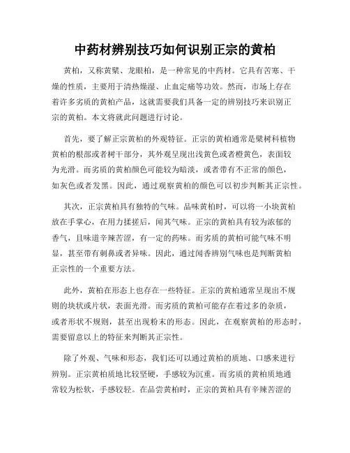 中药材辨别技巧如何识别正宗的黄柏