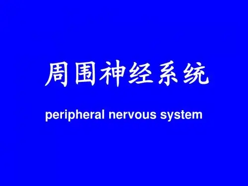 周围神经系统解剖学课件
