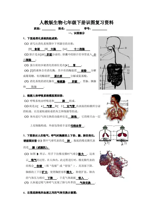 人教版生物七年级下册识图和实验复习资料(含答案)