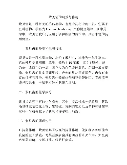 紫贝齿的功效与作用