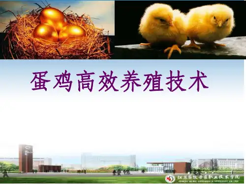 蛋鸡高效养殖技术