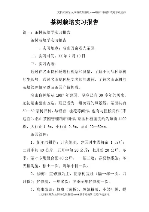 茶树栽培实习报告