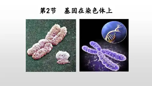 【课件】基因在染色体上课件高一下学期生物人教版必修2