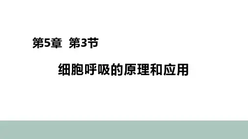 《细胞呼吸的原理和应用》课件-高一生物人教版(2019)必修1
