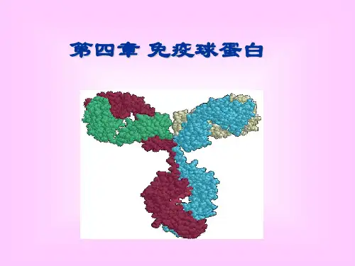 免疫学第四章 免疫球蛋白