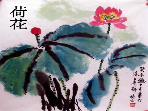 荷花的生长和栽培要点