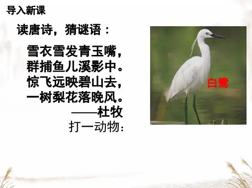 1 白鹭 课件(共24张PPT)