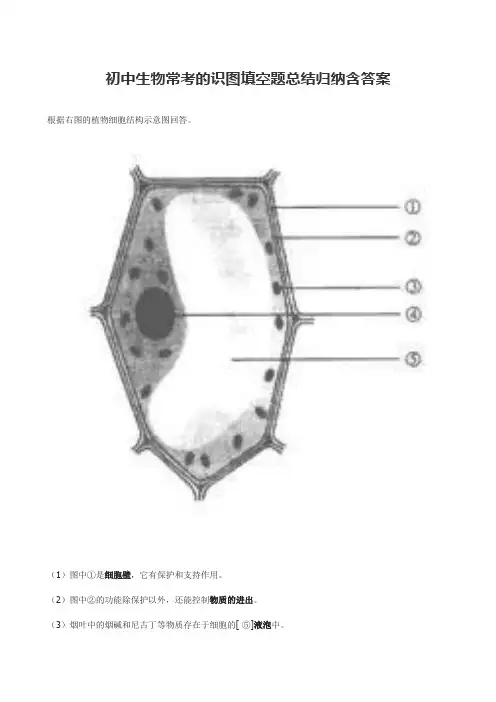 初中生物常考的识图填空题总结归纳含答案