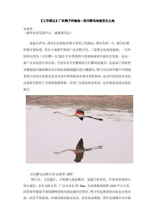 广汉鸭子河湿地—四川野鸟奇迹发生之地-巫嘉伟