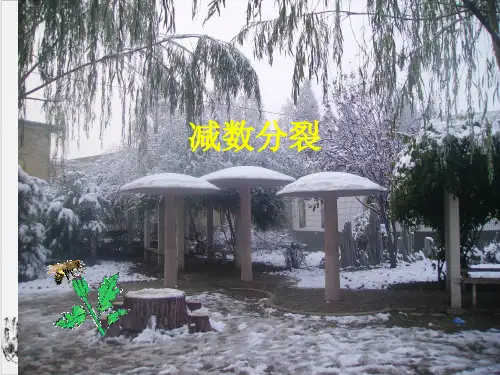 苏教高中生物必修二第二章减数分裂
