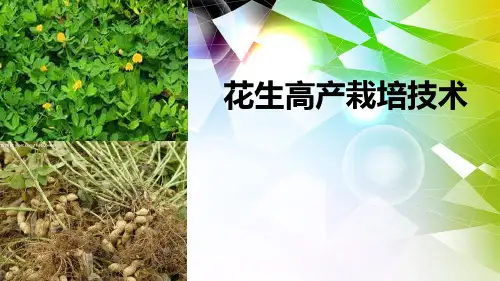 花生栽培技术