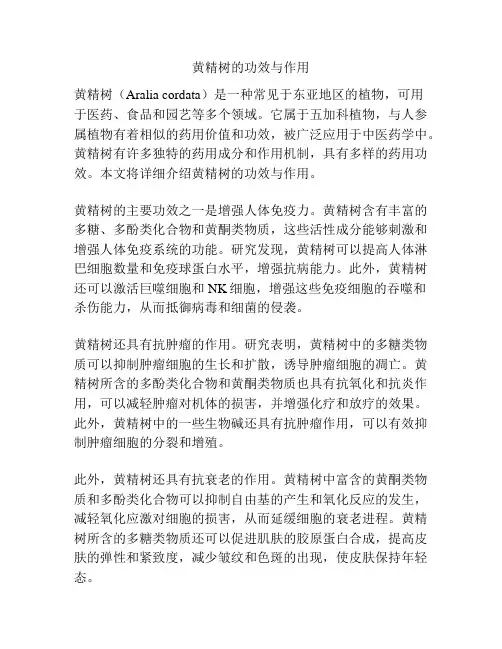黄精树的功效与作用