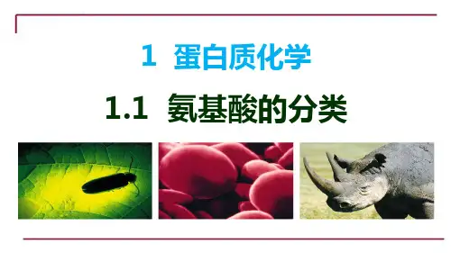 氨基酸的分类