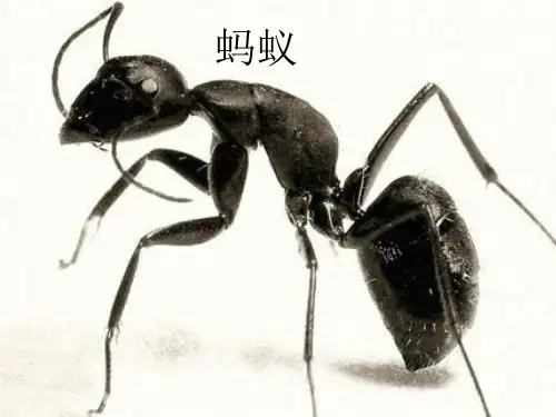 蚂蚁 三年级科学