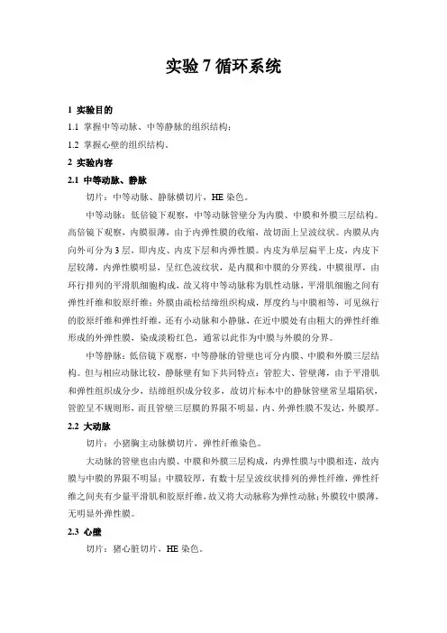 《组织胚胎学》实验7循环系统
