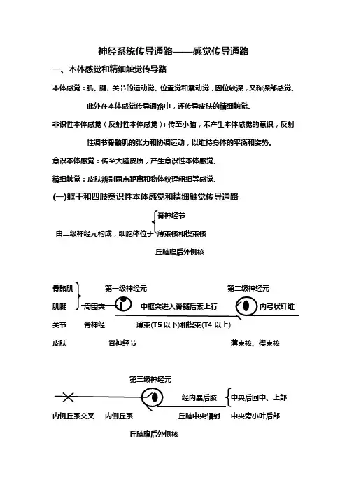 人体神经系统传导通路