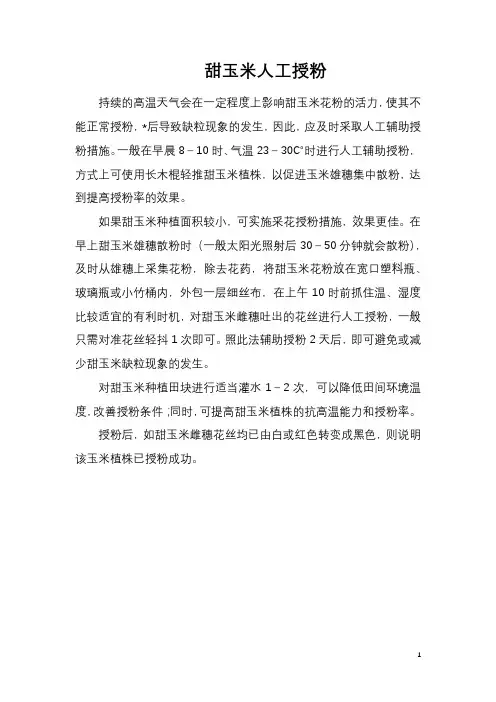 甜玉米人工授粉