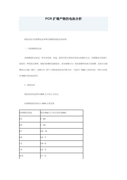 PCR扩增产物的电泳分析
