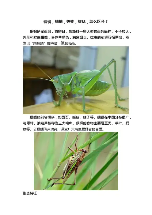 蝈蝈，蛐蛐，蚂蚱，蚱蜢，怎么区分？