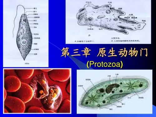 原生动物门