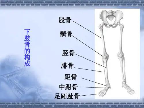 股骨颈、转子间骨折课件PPT课件
