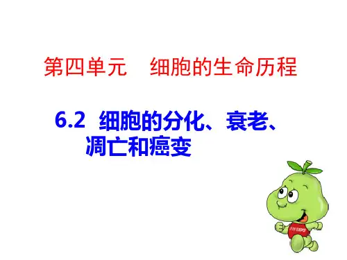 细胞的分化、衰老、凋亡和癌变ppt演示课件