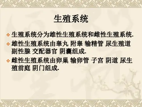 家畜解剖——雌性生殖系统