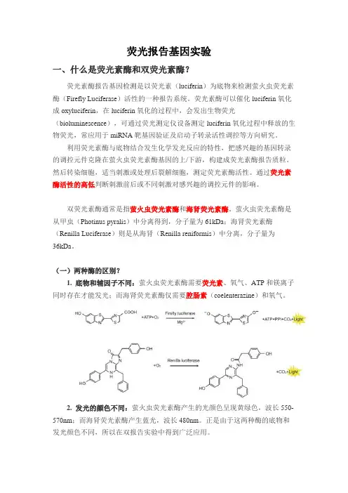 荧光报告基因实验