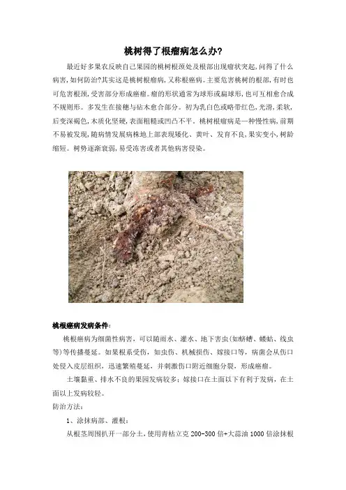 桃树得了根瘤病怎么办