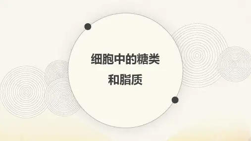 《2.3 细胞中的糖类和脂质》名师课件1