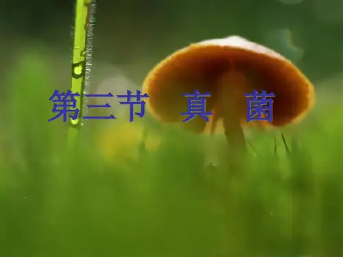 第三节《真菌》PPT课件