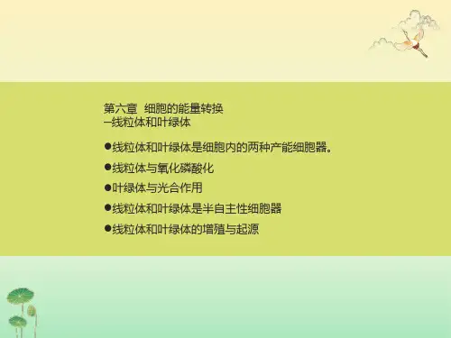 细胞生物学第六章细胞的能量转换器