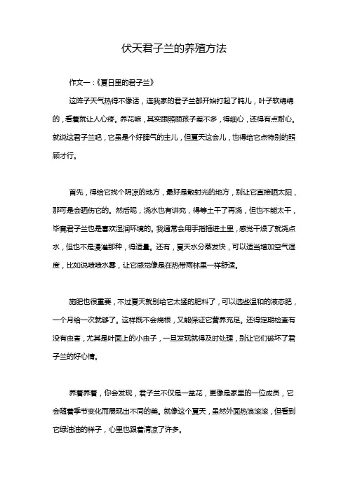 伏天君子兰的养殖方法