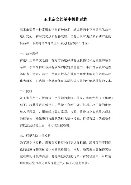 玉米杂交的基本操作过程