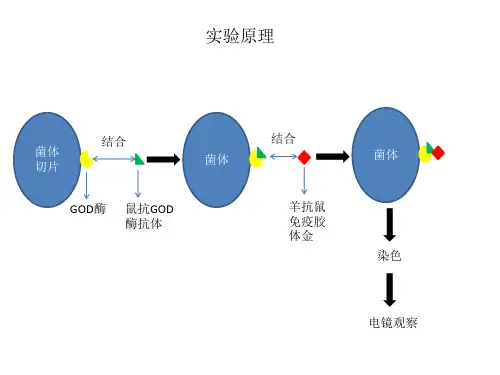 免疫胶体金实验