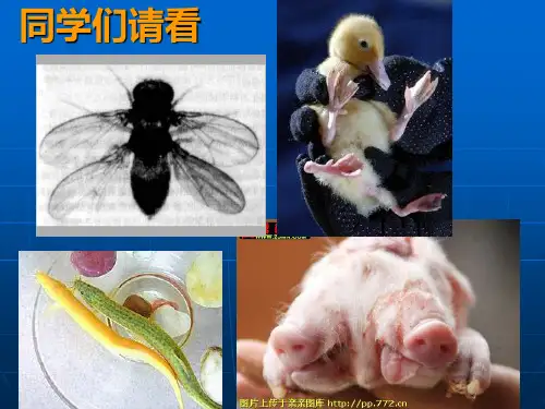 人教版教学课件高一生物 5.1《基因突变和基因重组》课件 新人教版必修2 广东专用