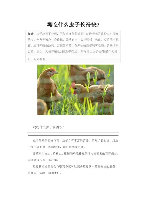 鸡吃什么虫子长得快